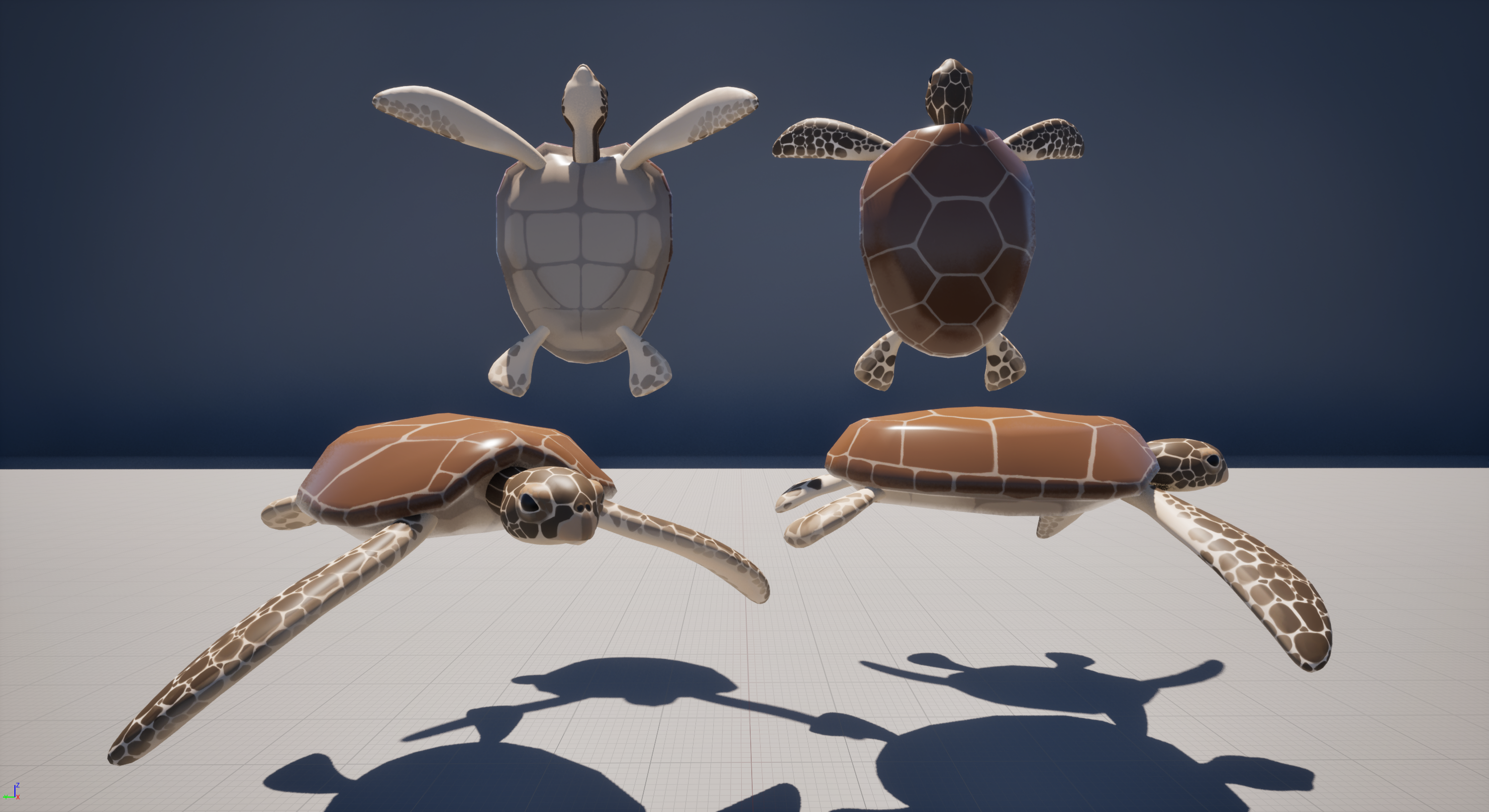 sea turtle model
